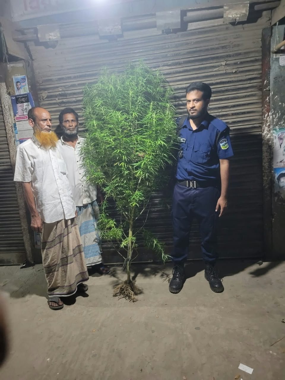 পরানগঞ্জে গাঁজা গাছসহ মাদক ব্যবসায়ী আটক